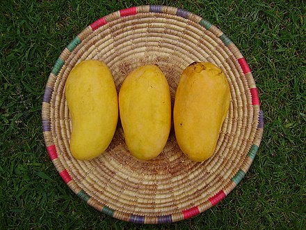 Most expensive Mangoes in the world in hindi : sindari mango