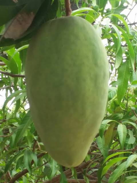 Noorjahan mango : most expensive Mangoes in the world in hindi